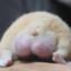 LETUCHYI_HAMSTER
