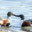 ilikeducksandmen's avatar