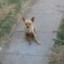 Tintin
