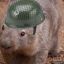 The Combat Wombat
