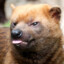 BushDog