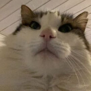Waffle avatar