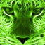 [KVTV] Green Tiger
