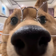 可回忆本就模糊