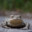 GaNG.ULL:Perl1cka