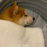阿巴金