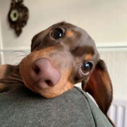 吴京阑尾起酥芝士拉丝