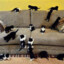 oh look_kittens