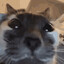 turbito gatito