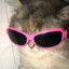 笨笨猫