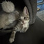 pondering_kitten