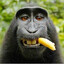 monkey