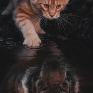 密涅瓦的猫头鹰