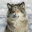 ♡ Hr. Wolf ♡