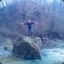 Chertila [H]