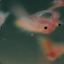 LandLocked SeaMonkey