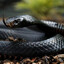 Black Mamba