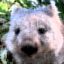 Emphatic Wombat