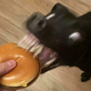 butterbrot avatar