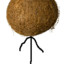 Coconut man