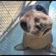 seal^-^