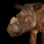 Perc Rhino