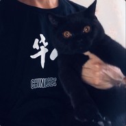 Cat丨黑金