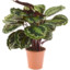 MrCalathea