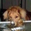 Cachorrinho