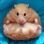 olaf the chubby hamster