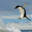 FLYING_PENGUIN