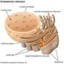 retículo endoplasmático