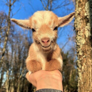 Ахаха, коза