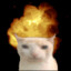 ThePolishCat