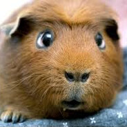 Hans guck in die Luft