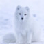 Arctic Fox