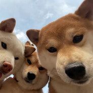 醉卧沙场君莫笑