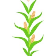 vaqu