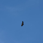 每天想杀八百人