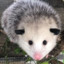 Opossum