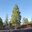 Fine Pine