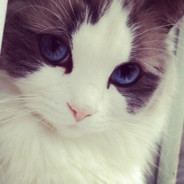 ღ❤Барсик❤list.ru❤