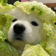 vegedog