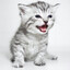 meow