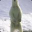 PolarBearXL