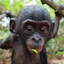 ape