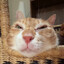 Cheshire