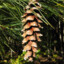 Pinus Strobus