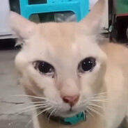 她以为那天进去的是我