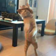 小猫可以吃芝士汉堡